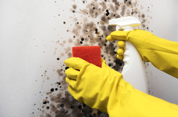 Best Industrial Mold Remediation in Tladega, AL
