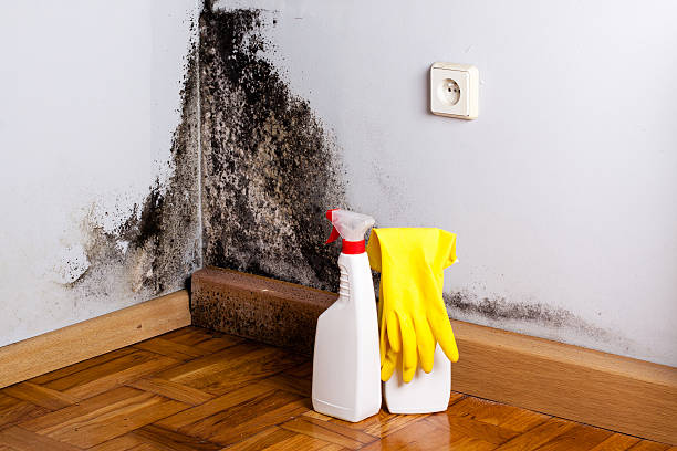 Best Black Mold Remediation in Tladega, AL